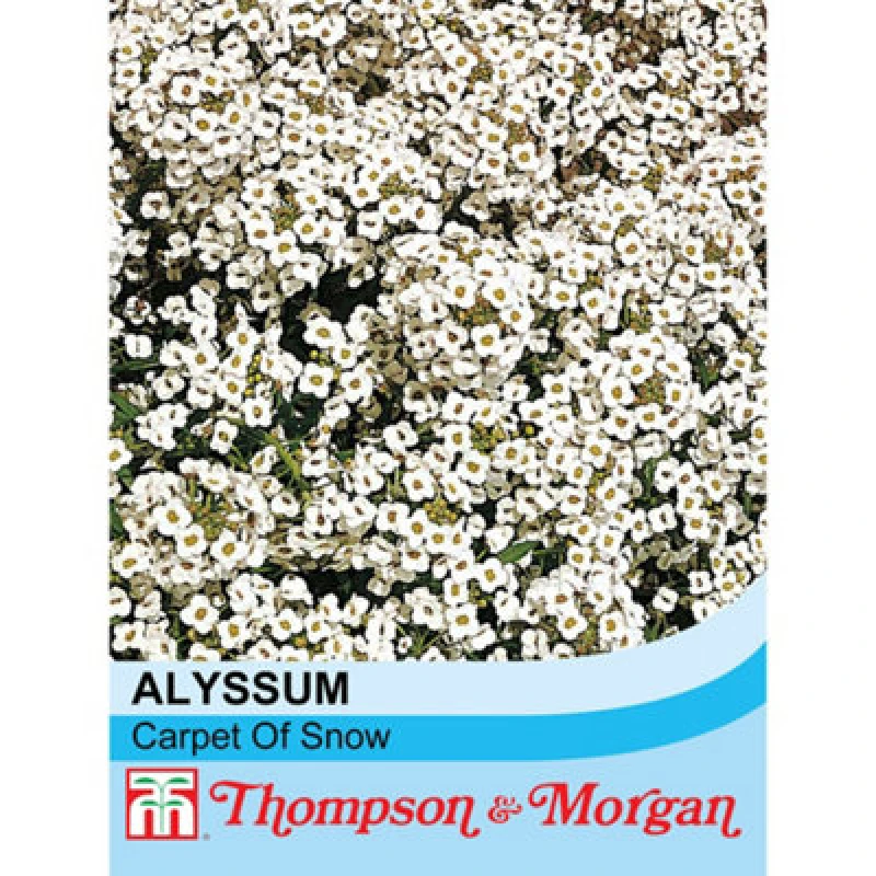 Image of Thompson & Morgan Alyssum Carpet Of Snow 1 Seed Packet (1,000 Seeds)