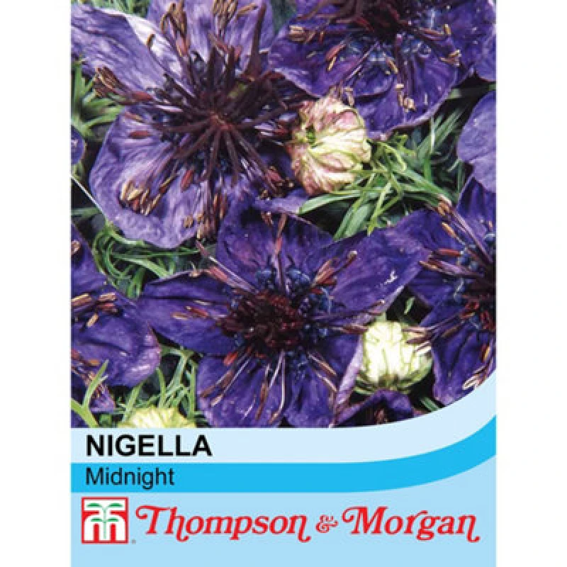 Image of Thompson & Morgan Nigella Midnight 1 Packet (350 Seeds)