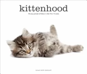 Image of kittenhood life size portraits of kittens in their first 12 weeks