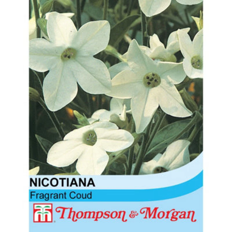 Image of Thompson & Morgan Nicotianaxsanderae Fragrant Cloud 1 Seed Packet (1000 Seeds)