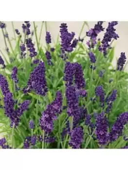 Image of Lavender Hidcote - 12 Plug Plants