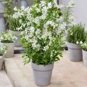 Image of Thompson & Morgan Exochorda 'Blushing Pearl' x 1