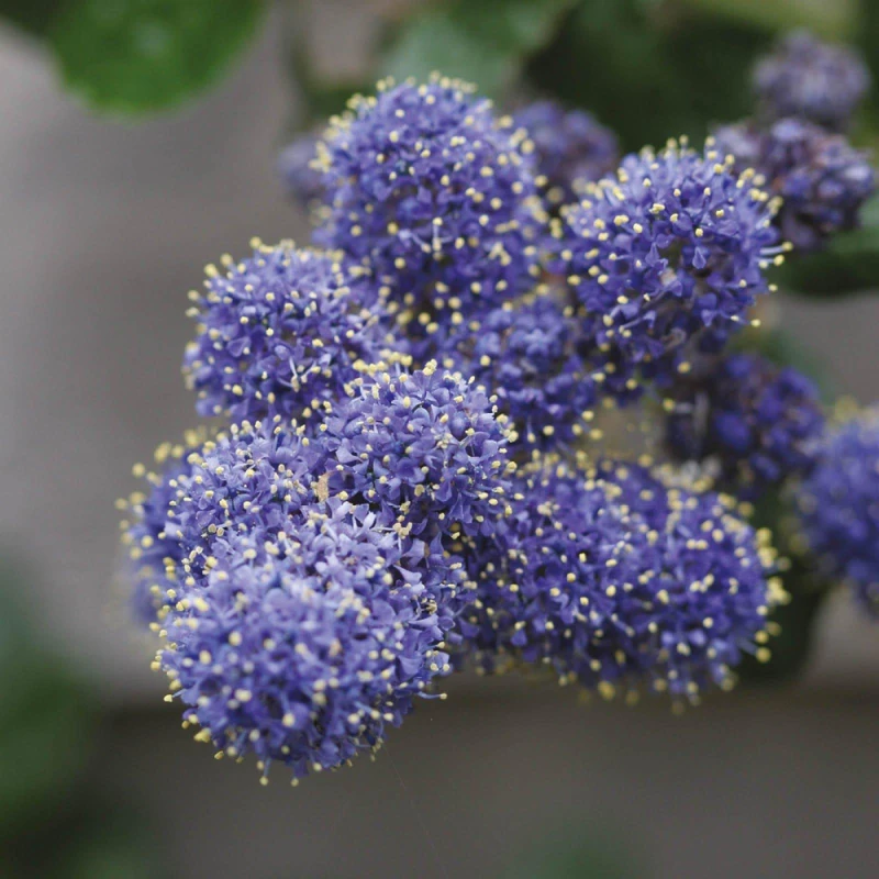 Image of YouGarden Ceanothus Pyramid (Tythyrsiflorus repens) - 17cm P Blue unisex 17cm pot