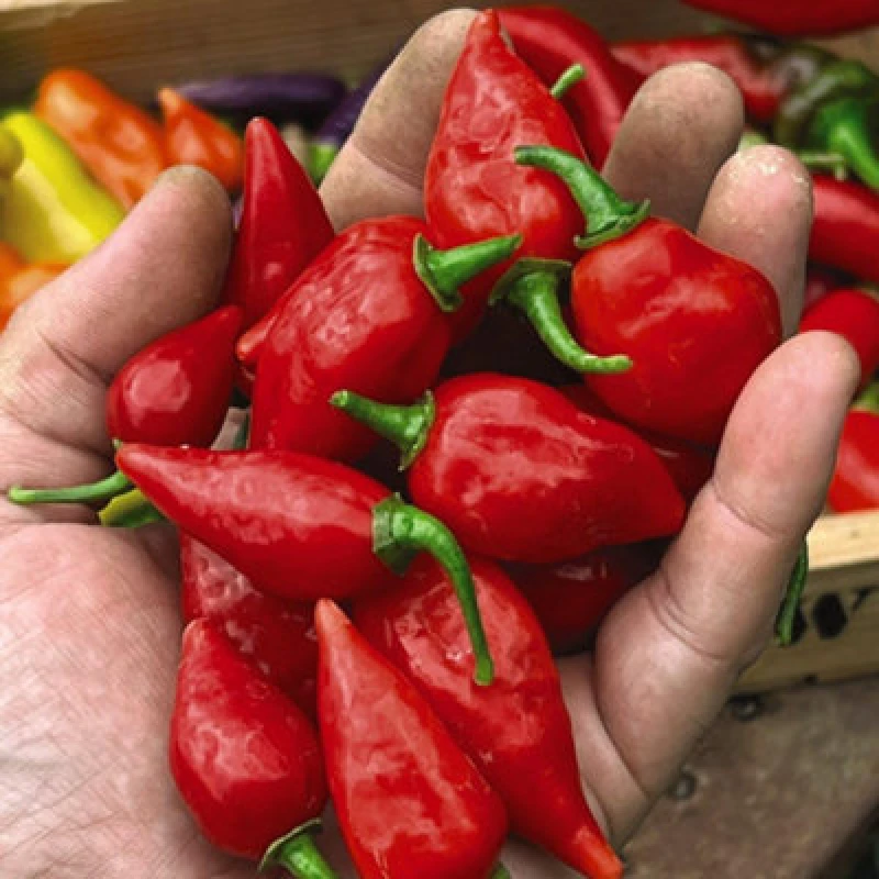 Image of Thompson & Morgan Chilli Pepper Raging Bull 1 Seed Packet