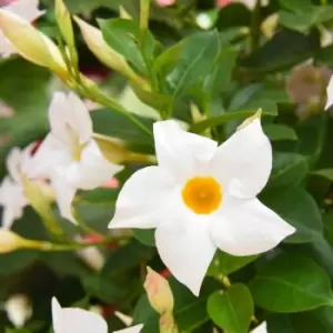 Image of Thompson & Morgan Thompson and Morgan Mandevilla White 10.5cm Pot x 1