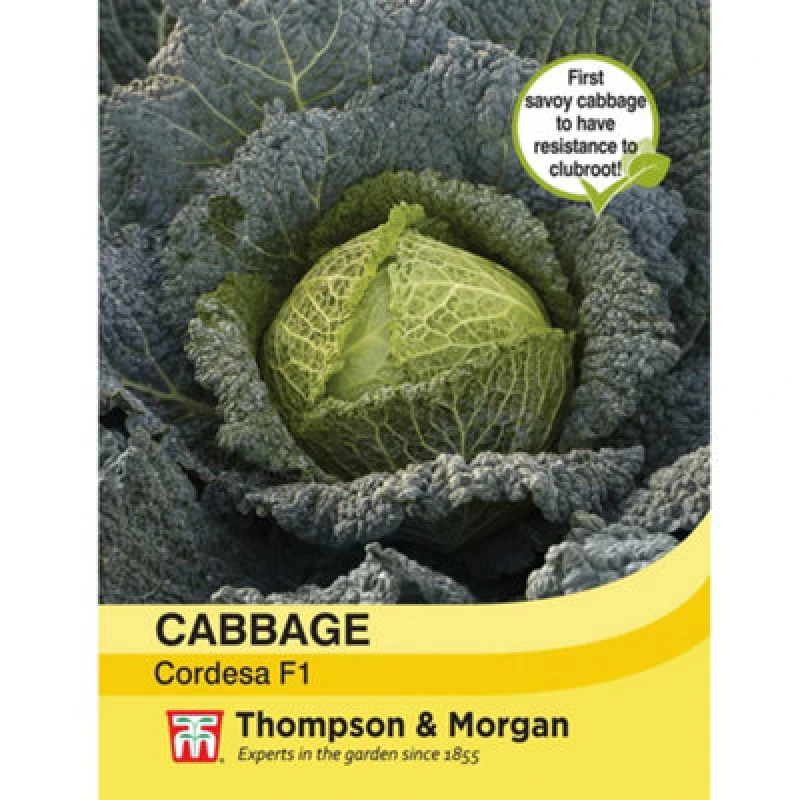Image of Thompson & Morgan Cabbage Savoy Cordesa F1 Hybrid 1 Seed Packet (10 Seeds)