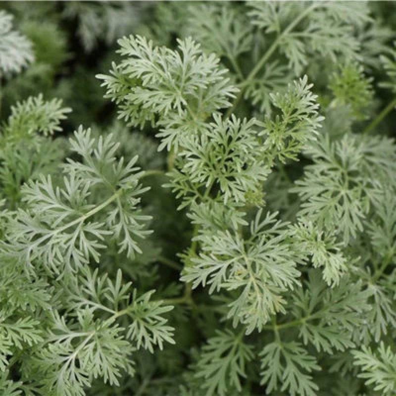 Image of Thompson & Morgan Artemisia Arborescens Powis Castle 1 Litre Potted Plant X 1