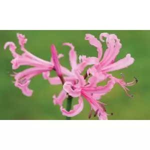 Image of Thompson & Morgan Thompson and Morgan Nerine bowdenii Pink - 50 bulbs