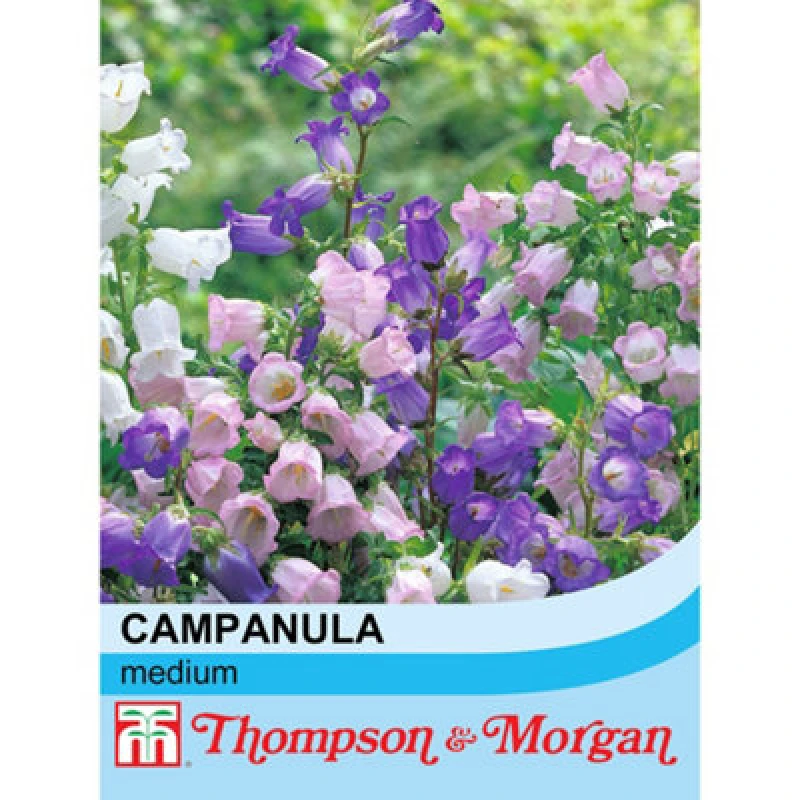 Image of Thompson & Morgan Campanula Medium (Canterbury Mixed) 1 Seed Packet (850 Seeds)