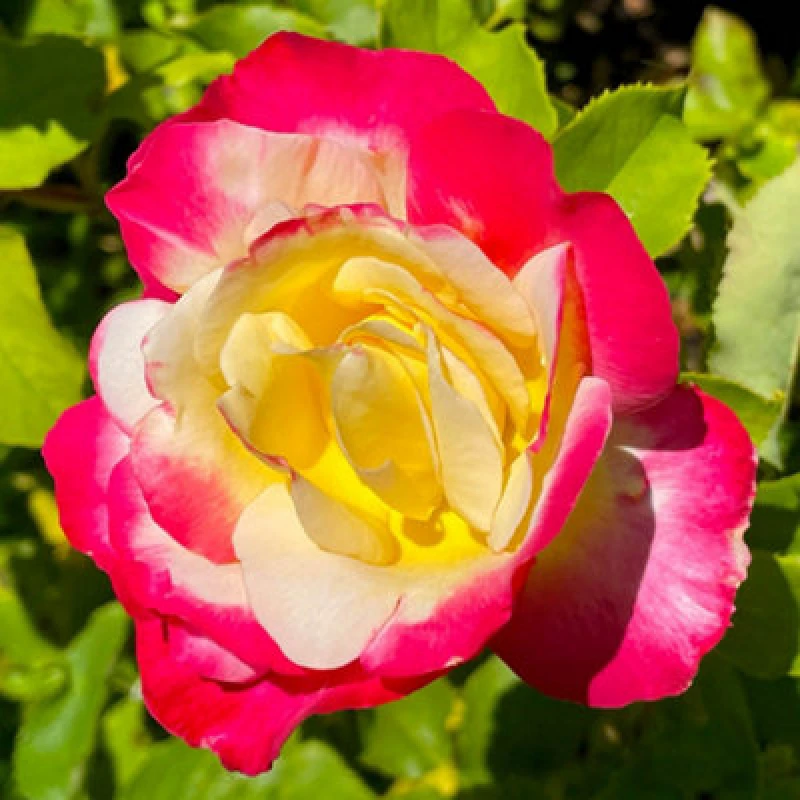 Image of Yougarden Harkness Rose 'double Delight', Established Plant In 4 Litre Pot, Ready To Plant, For Pots, Beds, And Borders
