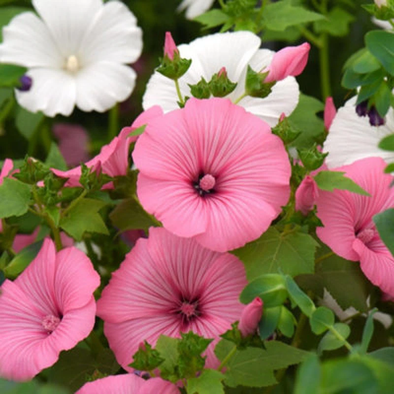 Image of Thompson & Morgan Lavatera Loveliness Mixed Hardy Annual Flower Seeds - Silky Pink & White Blooms For Borders & Cottage Gardens
