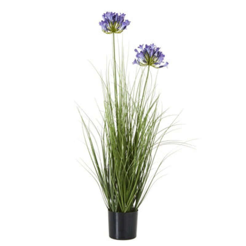 Image of Blue Agapanthus Plant In Pot