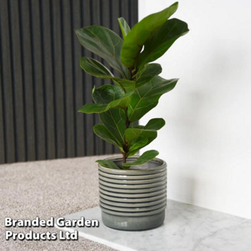 Image of Thompson & Morgan Houseplant Ficus Lyrata 'fiddle Leaf Fig' - 12Cm Pot X 1