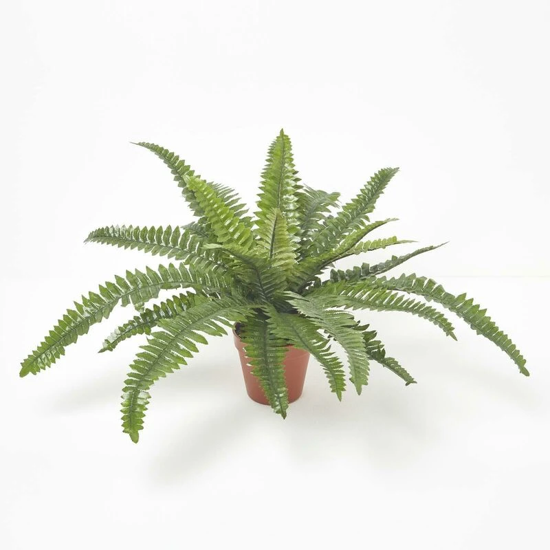 Image of Homescapes Boston Fern in Pot, 45cm Tall Green