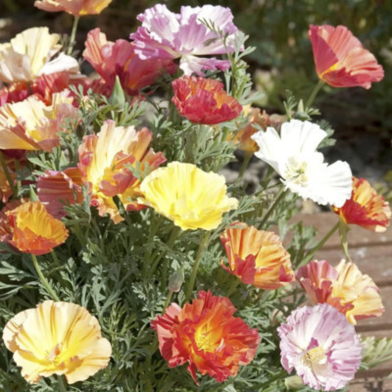 Image of Thompson & Morgan Californian Poppy Xl Jelly Beans 1 Seed Packet (150 Seeds)