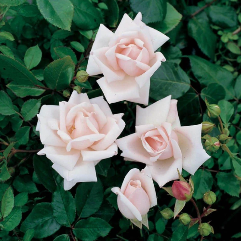 Image of YouGarden Climbing Rose New Dawn - Bare Root x 2 Pink unisex 2 bare rt