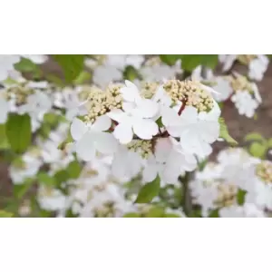 Image of Thompson & Morgan Thompson and Morgan Viburnum Kilimanjaro Sunrise 3 Litre Pot x 1