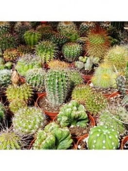 Image of Indoor Cactus Mix 6 Types In 5.5Cm Pots