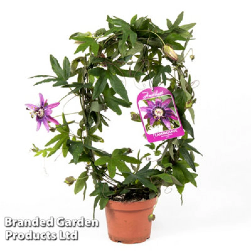 Image of Thompson & Morgan Houseplant Passiflora Violacea Hoop 13Cm Pot X 1