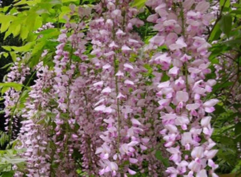 Image of Direct Plants Wisteria Sinensis Pink Climbing Plant Grafted 3-4ft Tall Large Supplied In A 3 Litre Pot