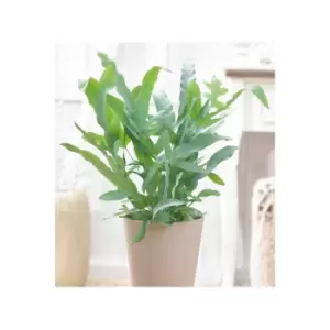 Image of Phlebodium Blue Star Bears Paw Fern Plant