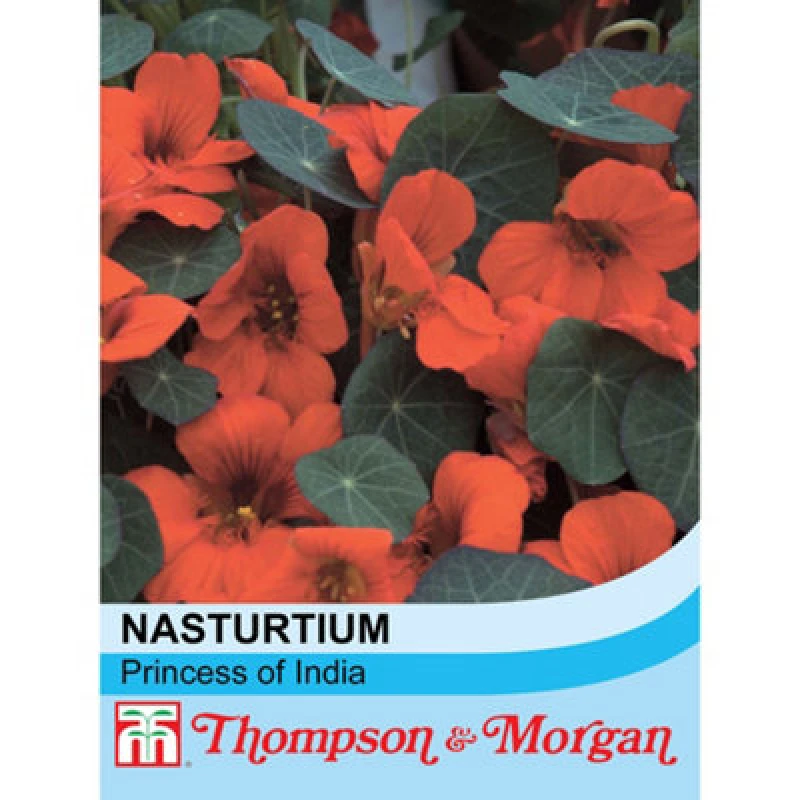Image of Thompson & Morgan Nasturtium Princess Of India 1 Seed Packet (30 Seeds)