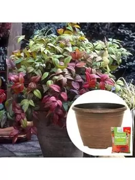 Image of Pair Of Nandina 'Firepower' With Planter Pots & Feed