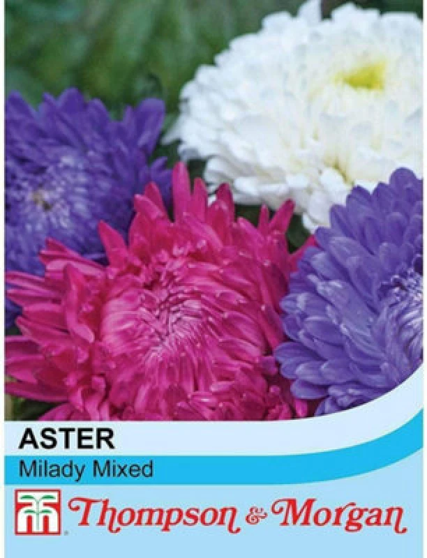 Image of Thompson & Morgan Aster Milady Mixed 1 Seed Packet (150 Seeds)