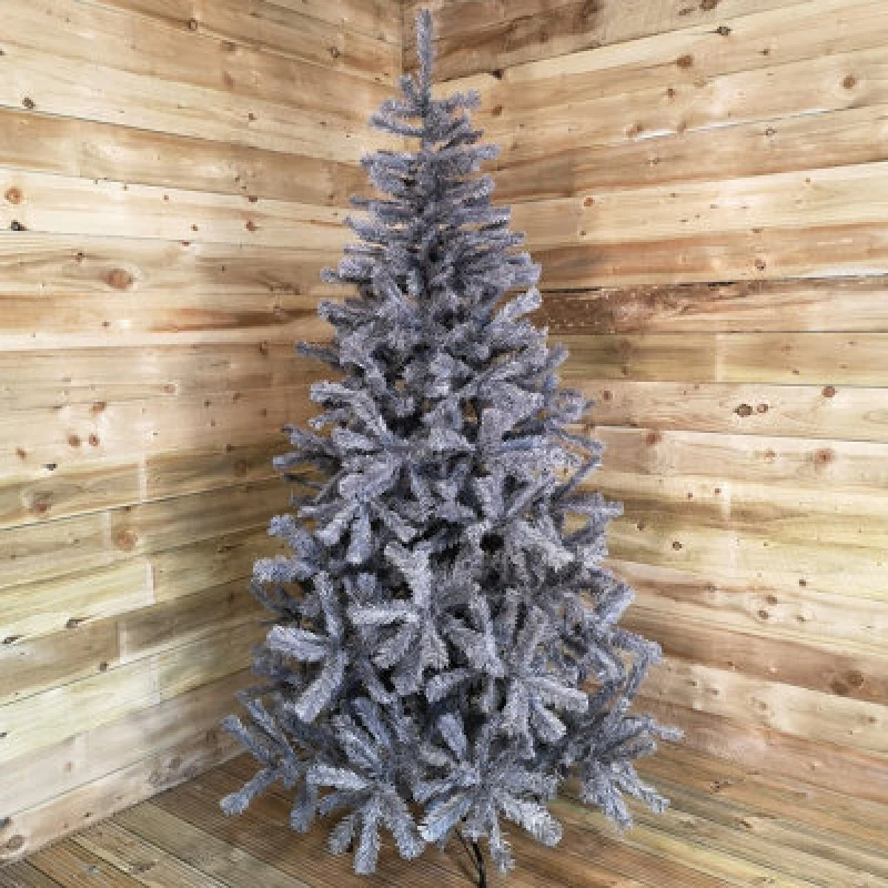 Image of Samuel Alexander 7ft (210Cm) Colorado Grey Spruce Christmas Tree