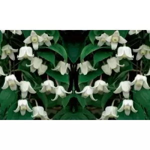 Image of Thompson & Morgan Thompson and Morgan Clematis Winter Beauty 7cm Pot x2