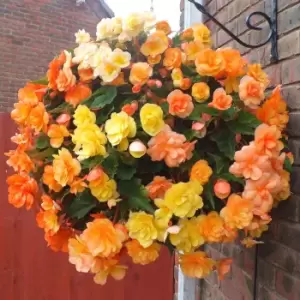 Image of YouGarden Begonia 'Apricot Shades' Hanging Basket