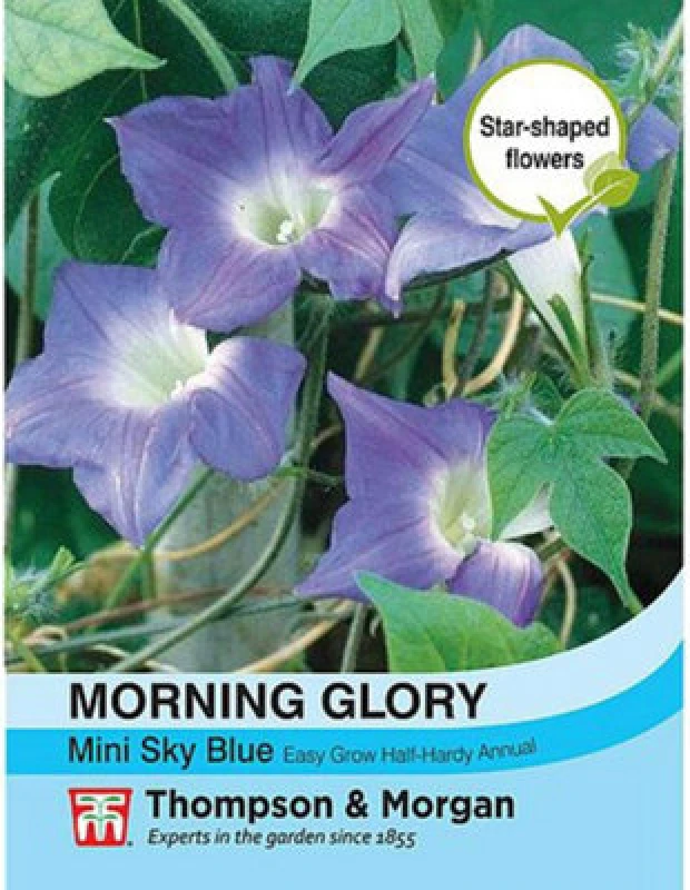 Image of Thompson & Morgan Ipomoea Hirsuta Morning Glory Mini Sky Blue 1 Seed Packet (30 Seeds)