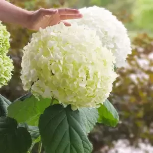 Image of Thompson & Morgan Hydrangea Strong Annabelle 3 Litre Pot x 2