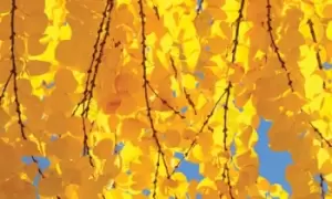 Image of Colour-Changing Katsura Trees, Two, Red
