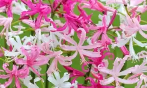 Image of Nerine Bowdenii: 12 Mixed Bulbs
