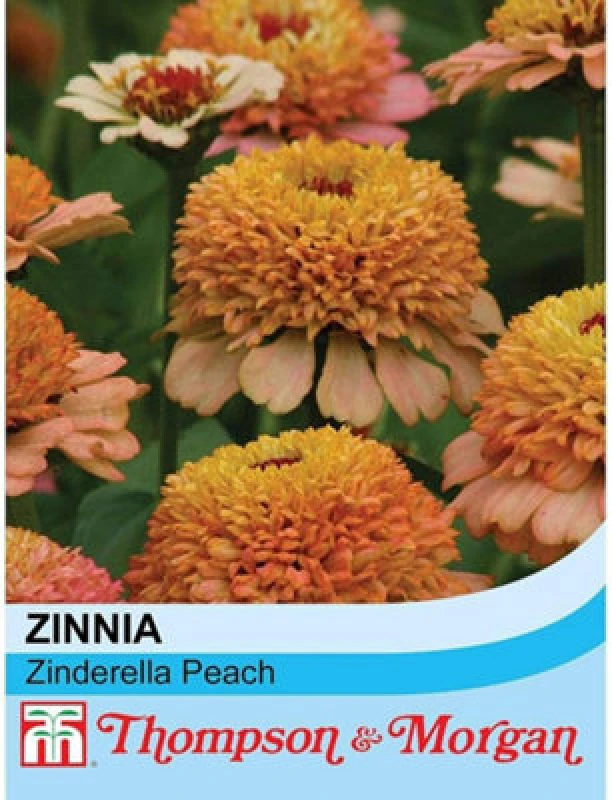 Image of Thompson & Morgan Zinnia Elegans Zinderella Peach 1 Packet (20 Seeds)