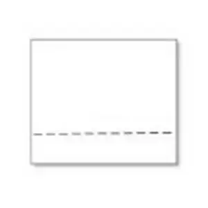 Image of Seiko Instruments SLP-RTL White