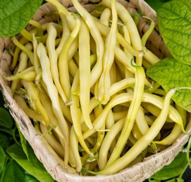 Image of Thompson & Morgan Bean Dwarf French Adoration (Yellow) 1 Seed Packet (40 Seeds)