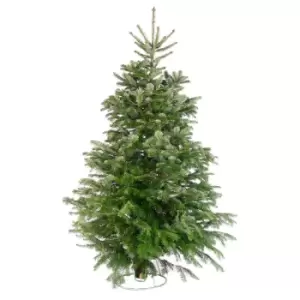 Image of 7ft Needlefresh Nordman Fir Real Christmas Tree (210-240cm)