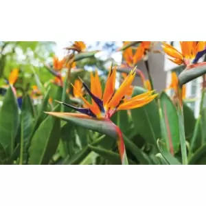 Image of Thompson & Morgan Thompson and Morgan Strelitzia Bird Of Paradise 9cm Pot x 2
