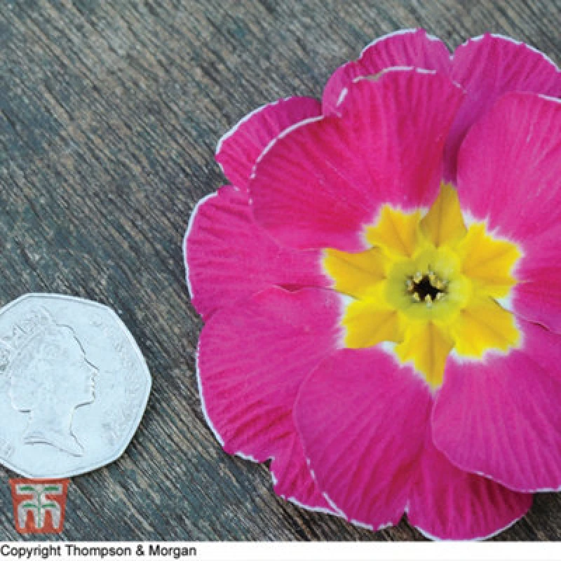 Image of Thompson & Morgan Primrose T&m Special Giant Flowered Mixed 1 Packet (30 Seeds)