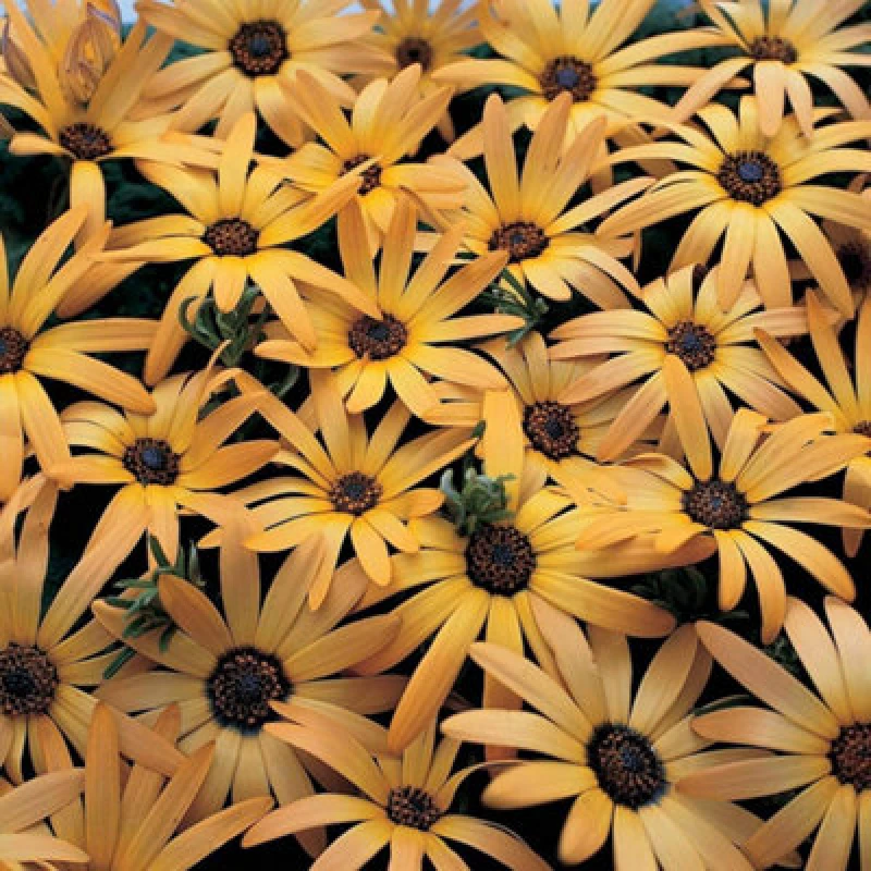 Image of Thompson & Morgan Osteospermum African Sun 1 Seed Packet