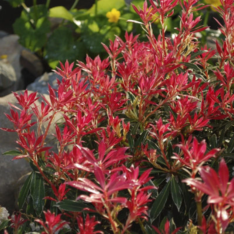 Image of You Garden Pieris Flaming Silver In 8/9Cm Pot