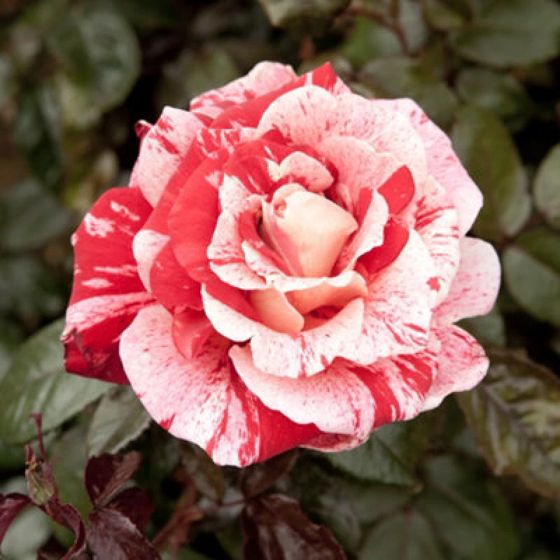 Image of You Garden Yougarden Rose 'raspberry Ripple' Papageno, Set Of Two Bare Roots Roses, Ready To Plant In Garden, For Pots, Beds, Or Borders