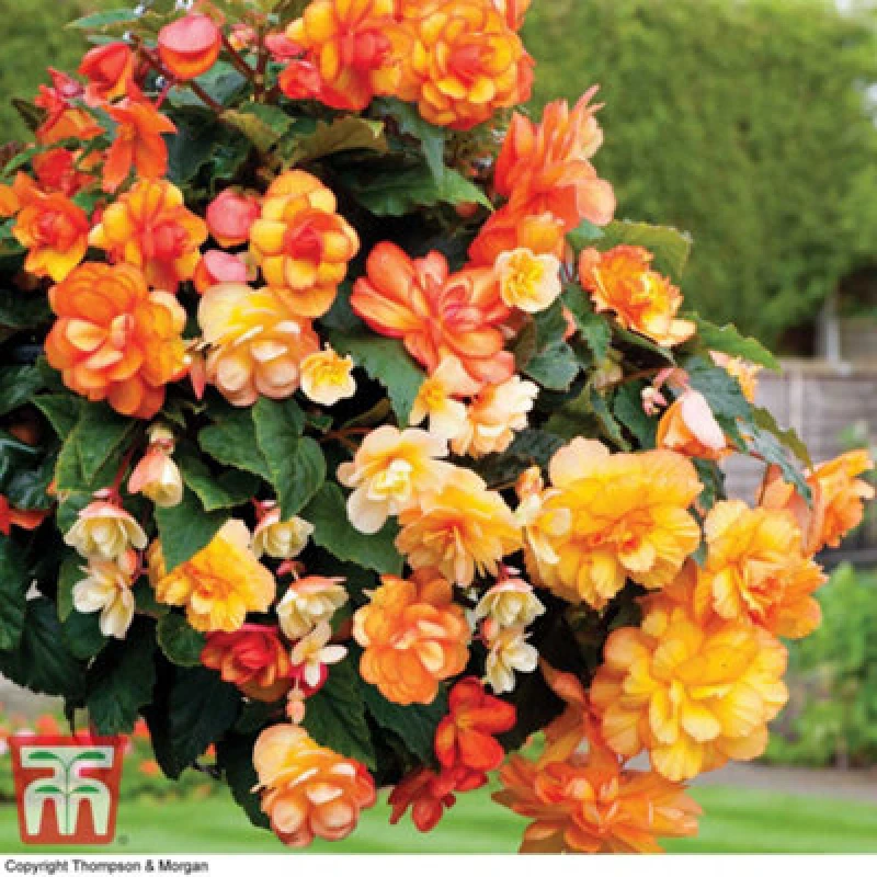Image of Thompson & Morgan Begonia Illumination Apricot Shades Improved 6 Plug Plants
