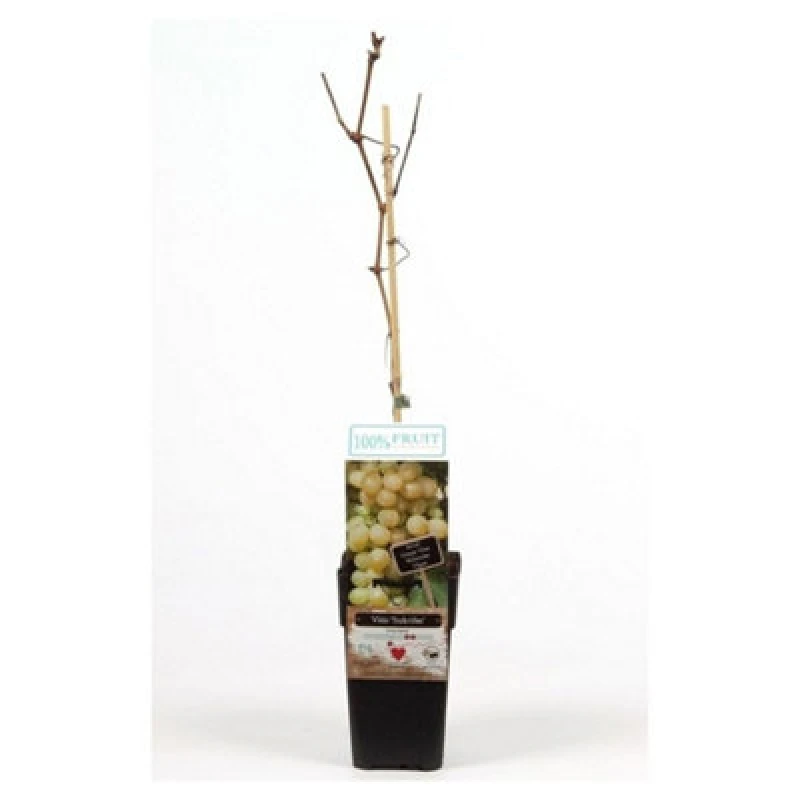 Image of Thompson & Morgan Vitis (Grape) Sukribe 15Cm Potted Plant X 1