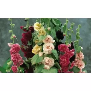 Image of Thompson & Morgan Thompson and Morgan Hollyhock Chaters Doubles 3 Bare Roots