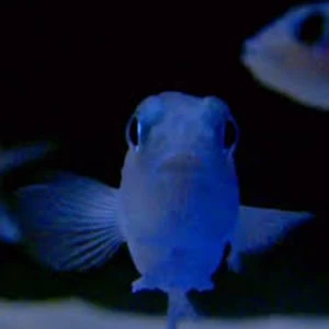 Image of Powell - On The Feet Of A Wind Vinyl