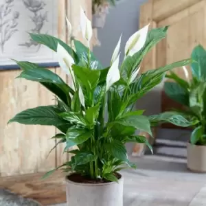 Image of YouGarden Spathiphyllum Sweet Silver (Peace Lily) In 14Cm Grow Pot