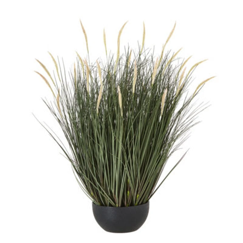 Image of Large Fountain Grass Plant In Pot
